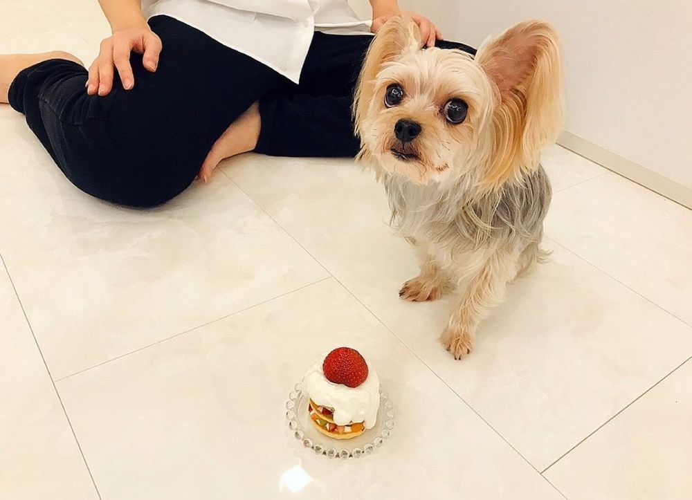 犬,手作りケーキ