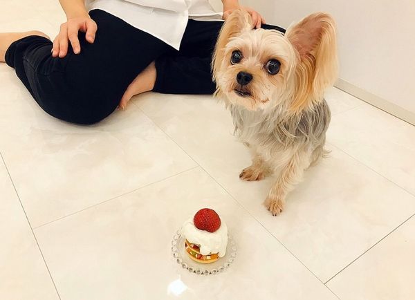 犬,手作りケーキ