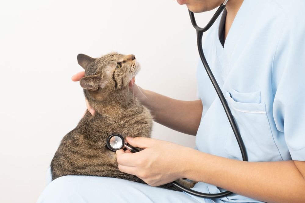 猫を膝に乗せて聴診器をあてる獣医師の手元