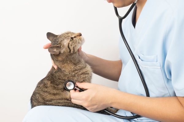 猫を膝に乗せて聴診器をあてる獣医師の手元