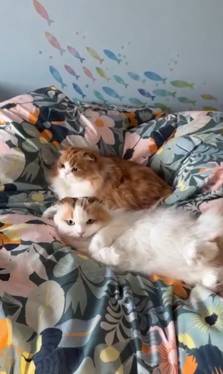 猫