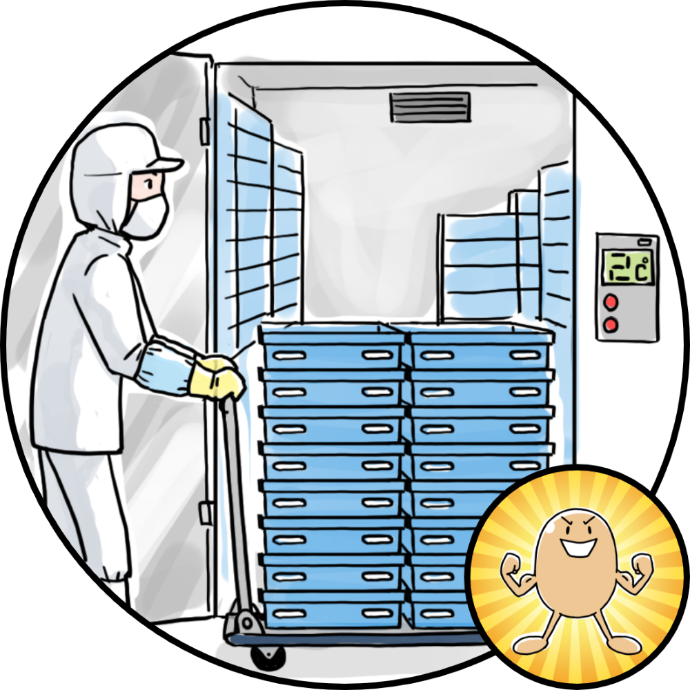 納豆を冷却熟成しているところ