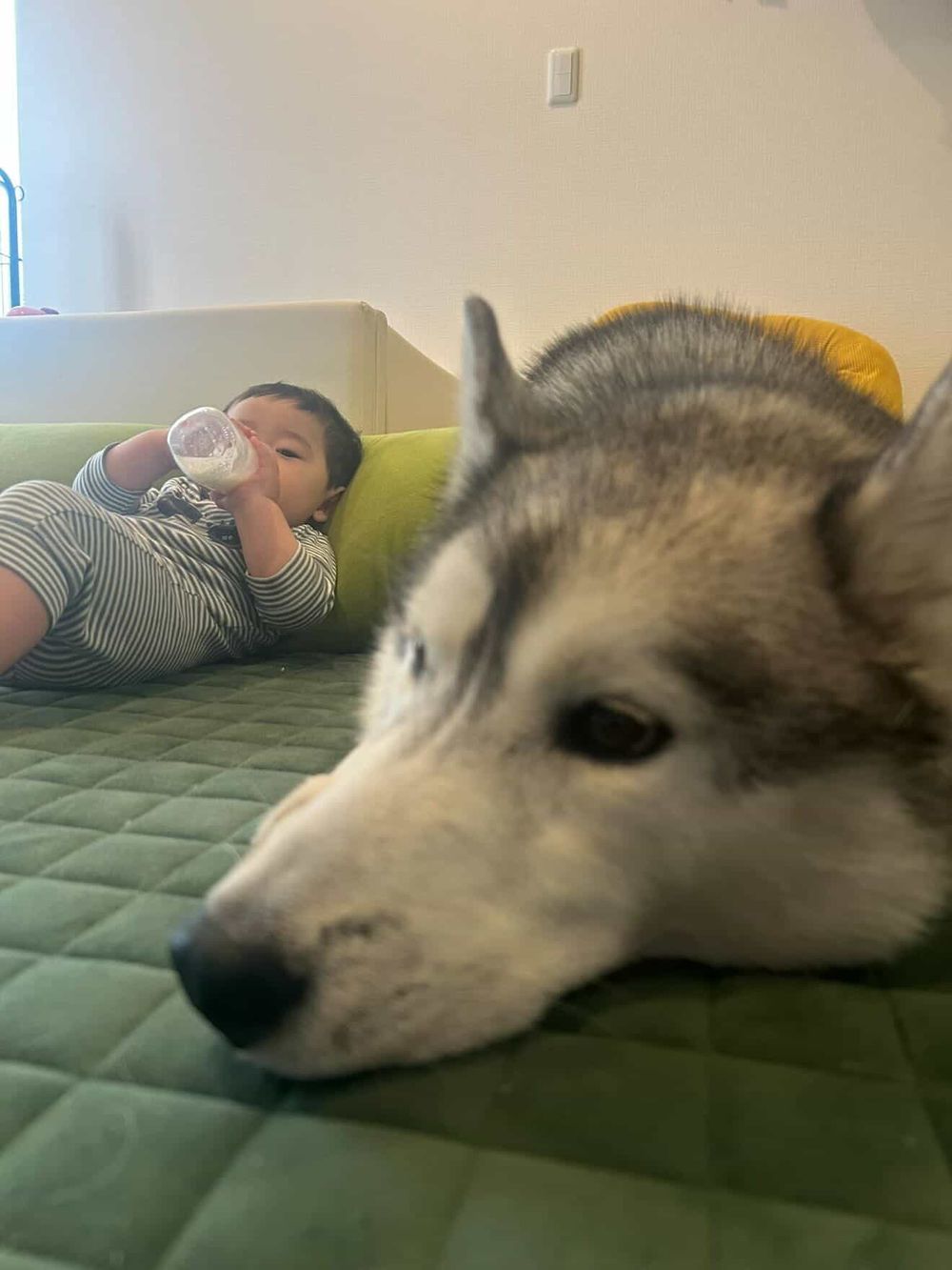 赤ちゃんとシベリアンハスキーのスノウ君
