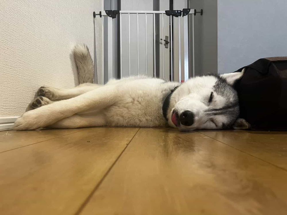 犬