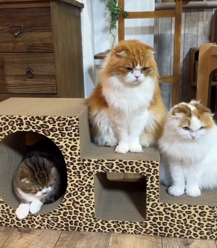 3匹のスコティッシュフォールド