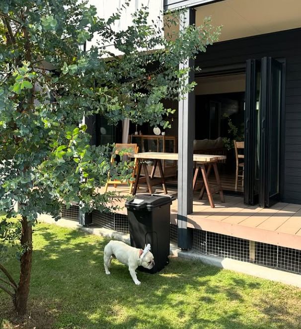 犬