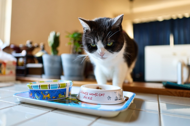 餌を食べる猫