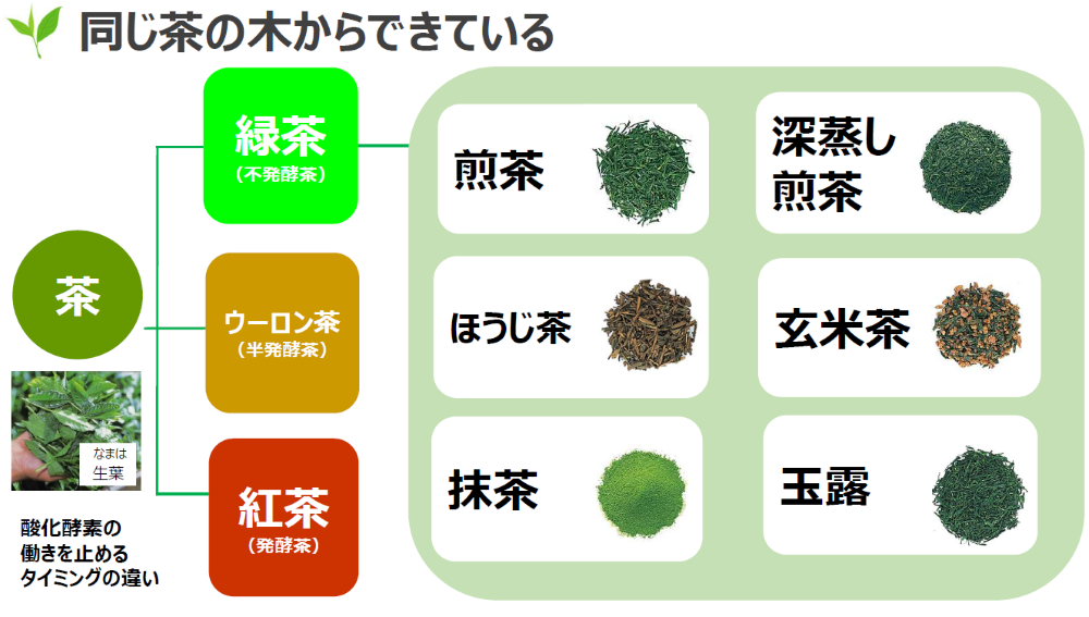 同じ茶の木からできている