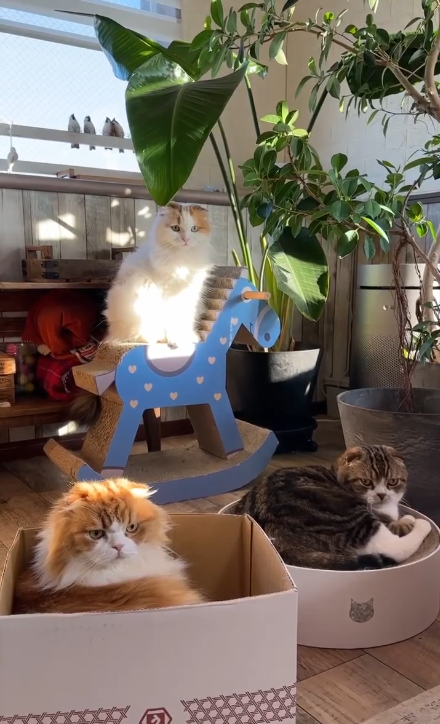 猫