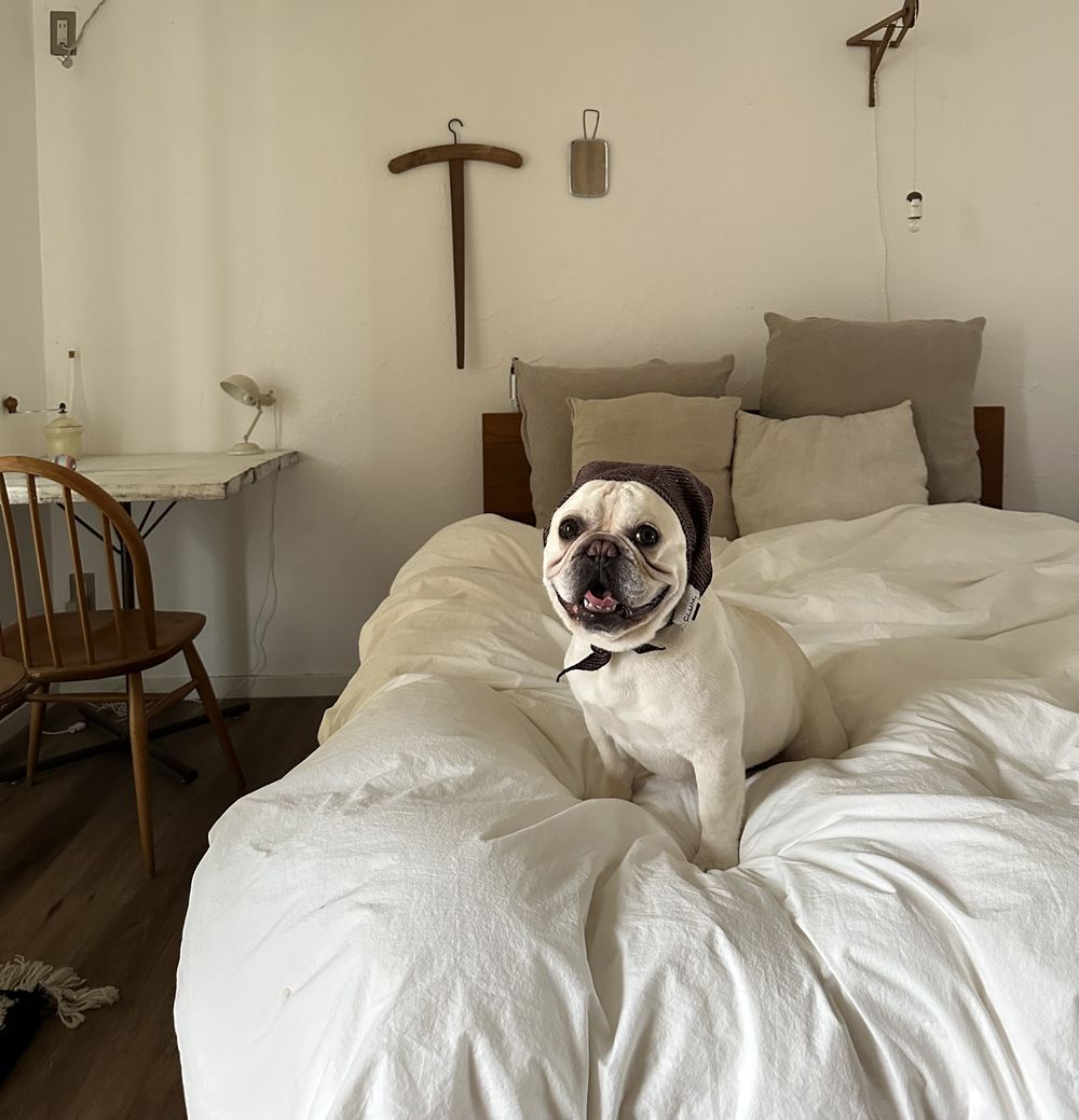 犬