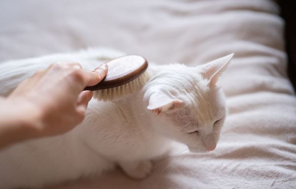 猫をブラッシングしているところ