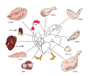 鶏肉の部位