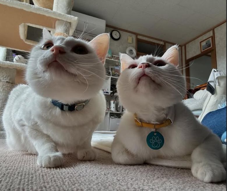 2匹の白猫