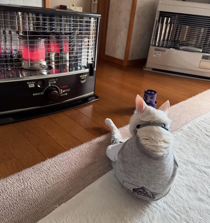 白猫とストーブ