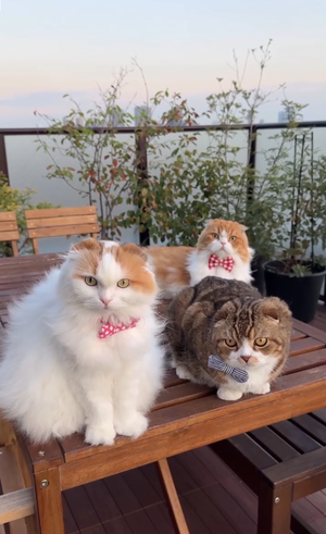 3匹のスコティッシュフォールド