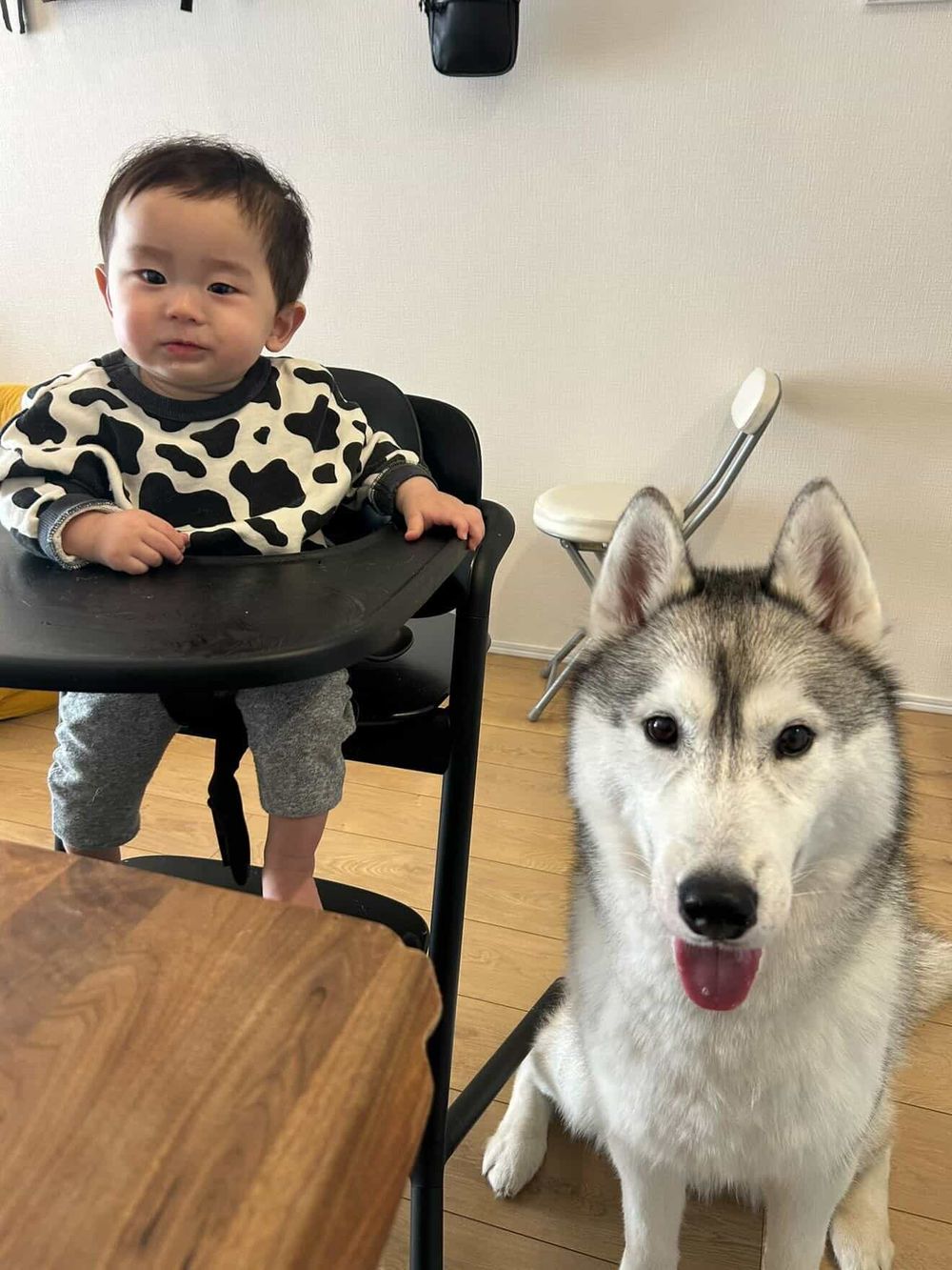 犬　子供