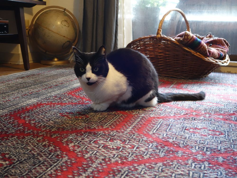 猫