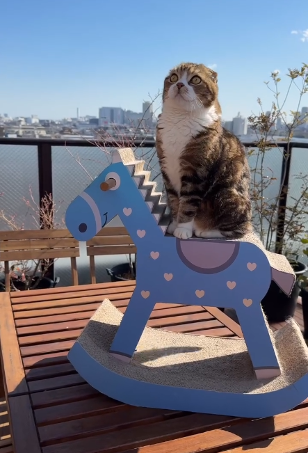 ベランダでくつろぐスコティッシュフォールド