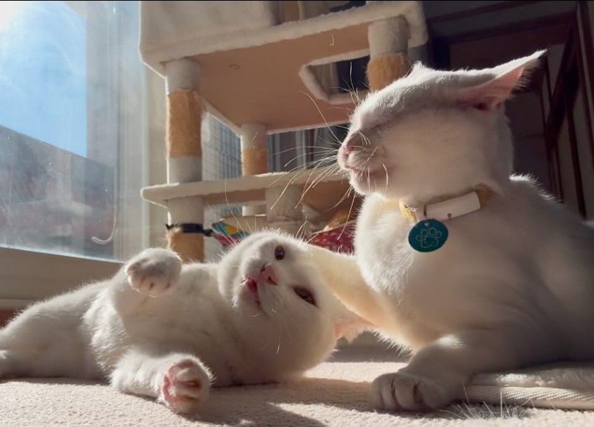 猫