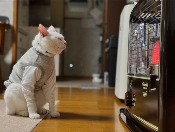 猫　ストーブ