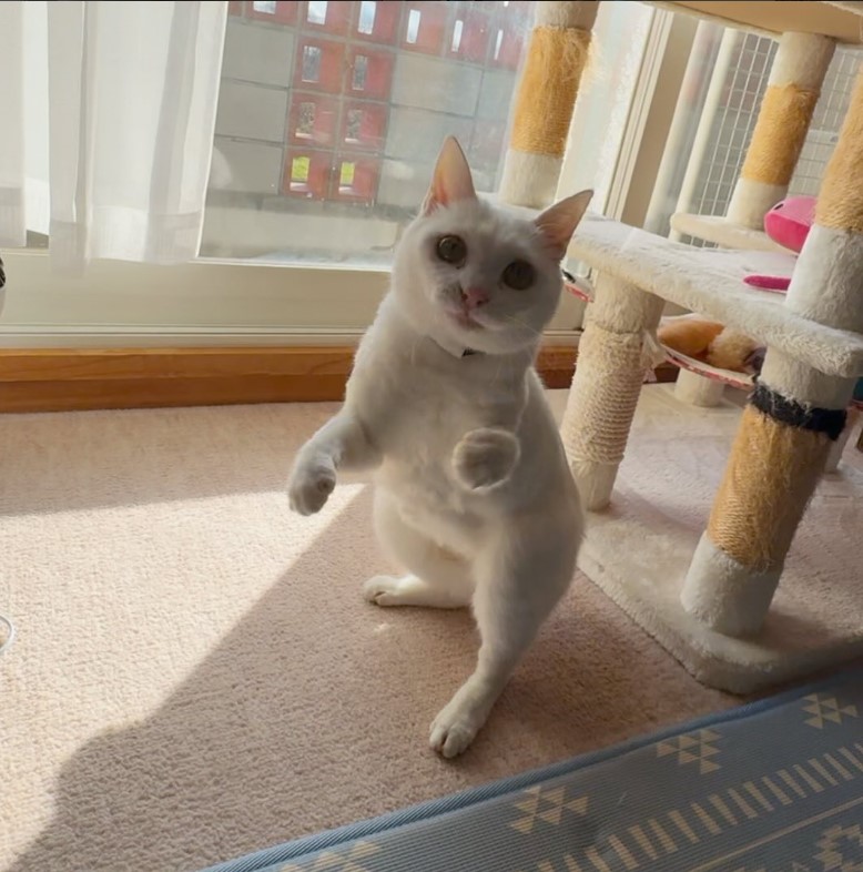 猫