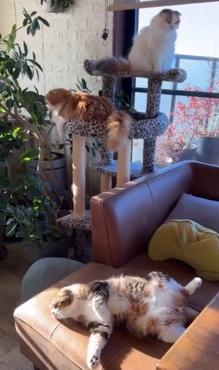 3匹のスコティッシュフォールド