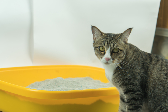 猫砂ボックスと猫