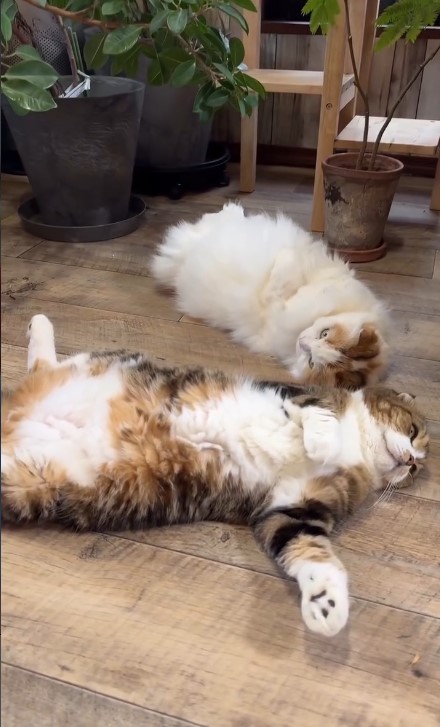 猫