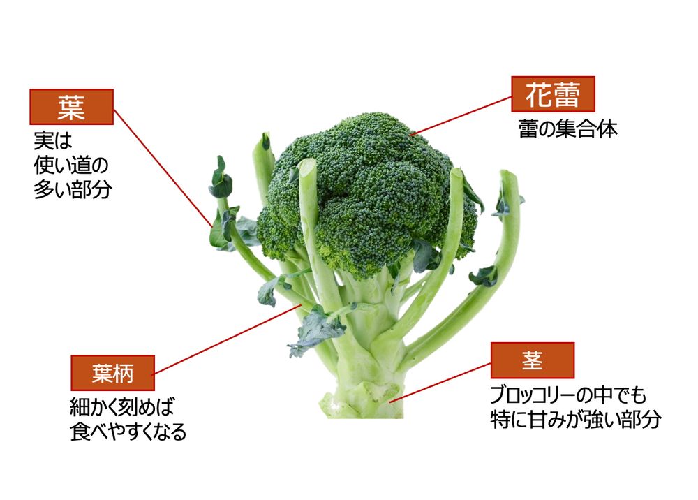 ブロッコリーは茎や葉の栄養も豊富! 丸ごと全部食べなきゃ損