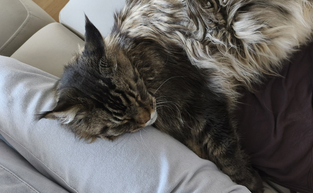 寝ている猫