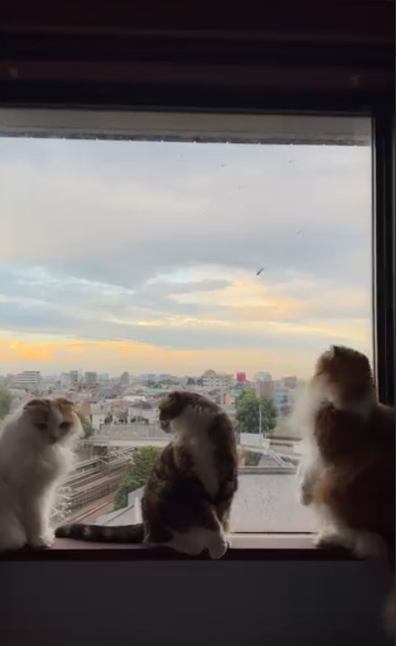 3匹のスコティッシュフォールド