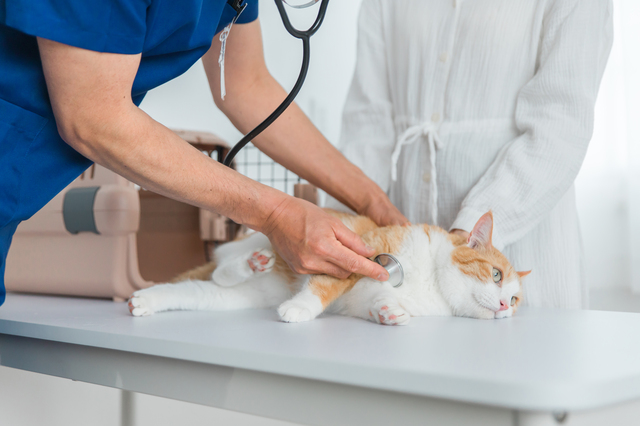 診察を受ける猫と飼い主のアジア人女性
