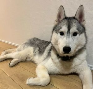 シベリアンハスキー