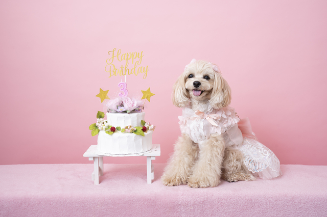3歳の誕生日を迎えて微笑むマルプー