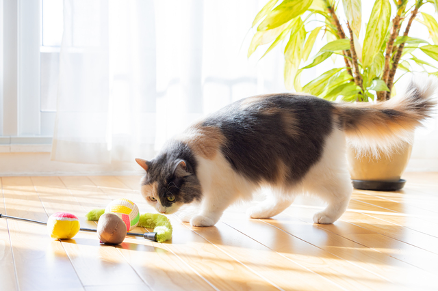  リビングで遊ぶ猫