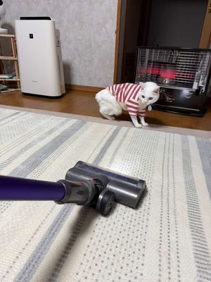 掃除機と猫