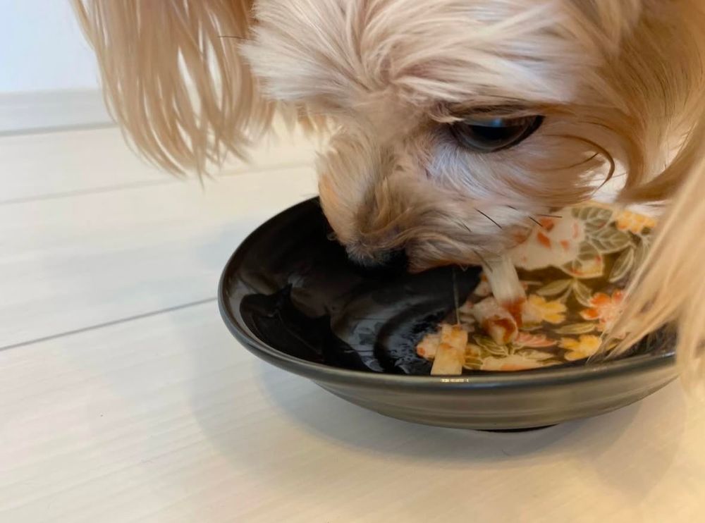 手作りごはんをたべる犬