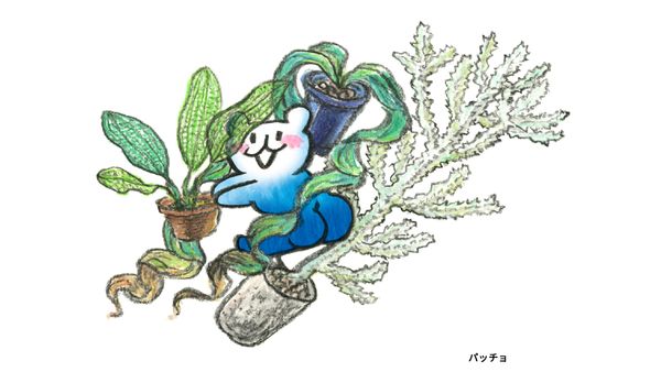 パッチョ