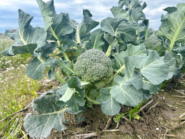 ブロッコリーの栄養を逃さない食べ方! 農家が教える新常識 