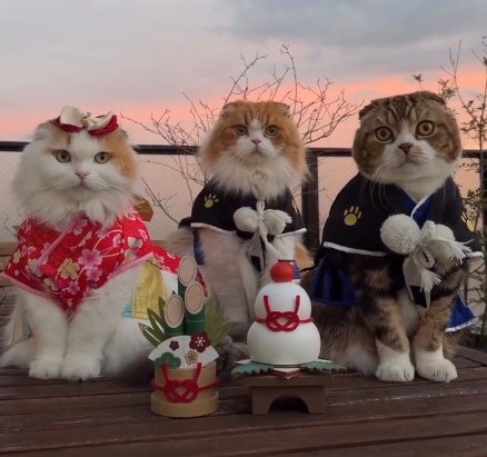 3匹のスコティッシュフォールド