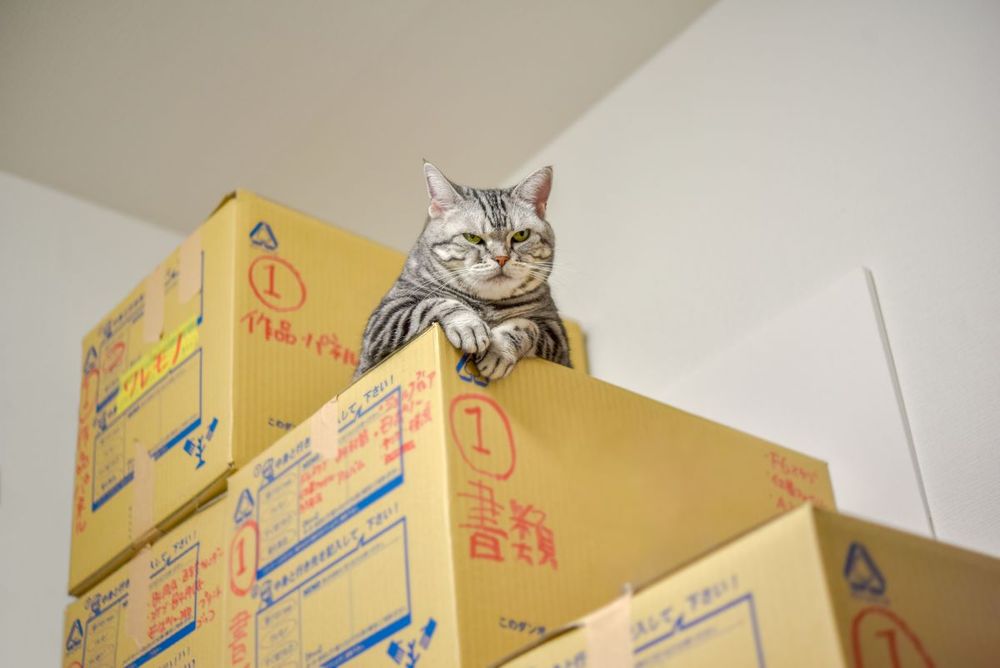 猫