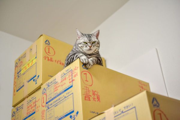 猫