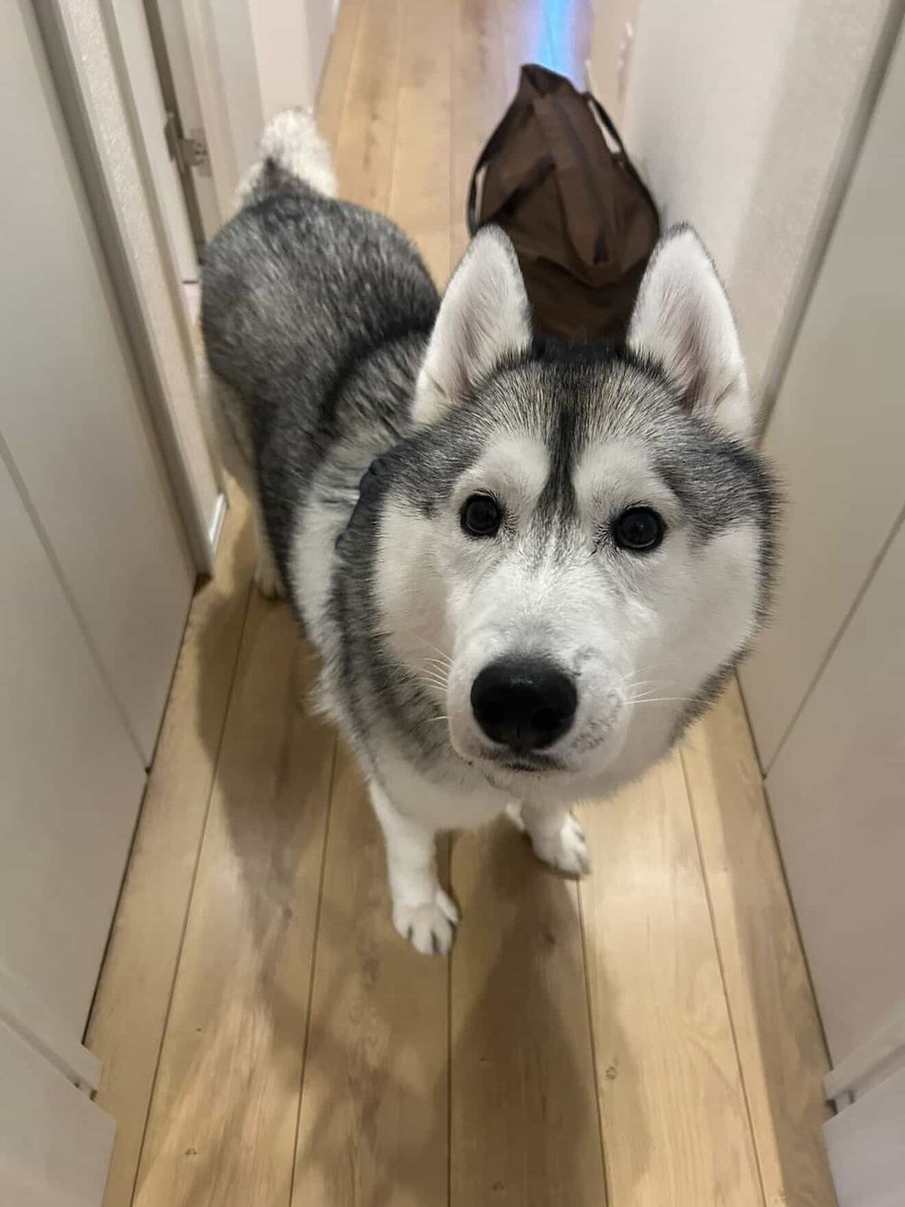 犬