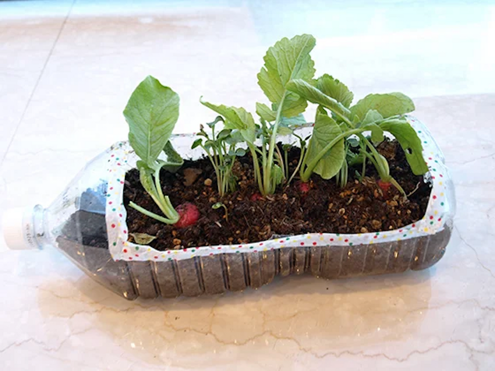 初心者にもオススメ♪ 20日で収穫「ラディッシュ」の育て方【キッチン