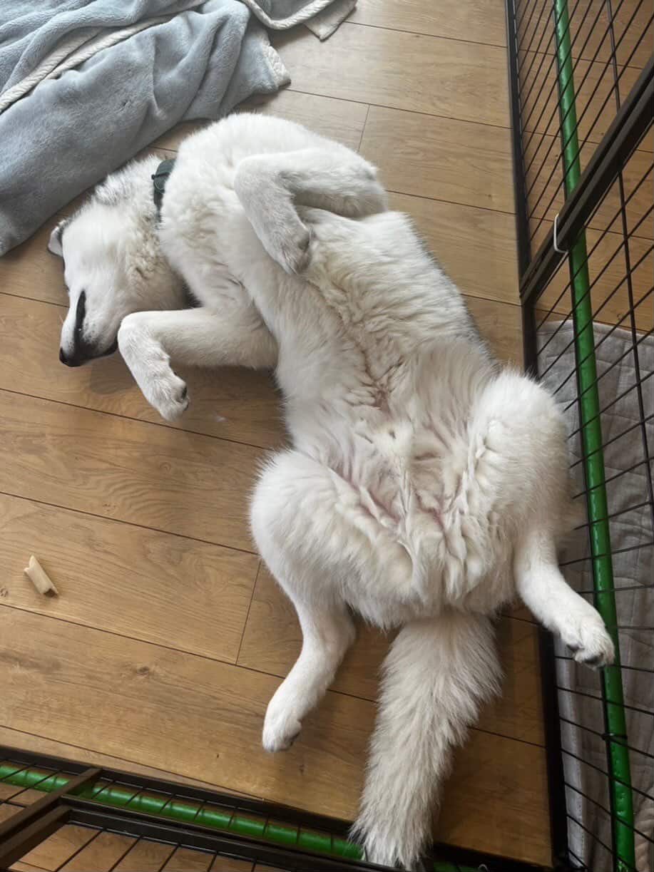 犬