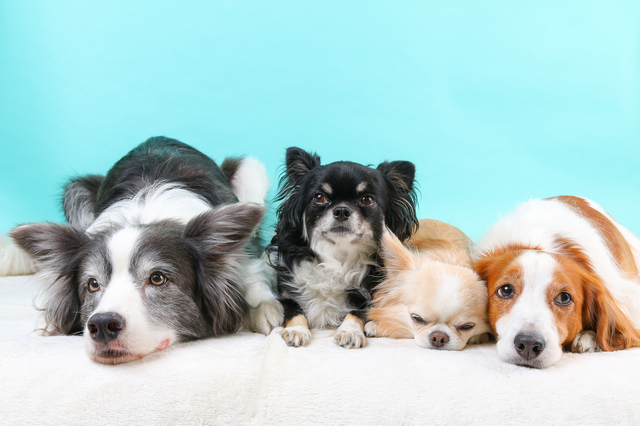 4頭の犬