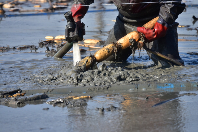 蓮根の収穫作業