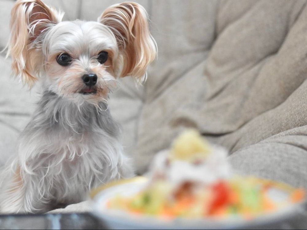 犬,手作りごはん
