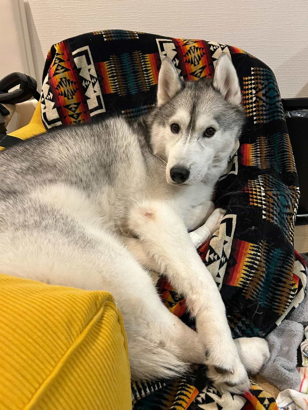 犬