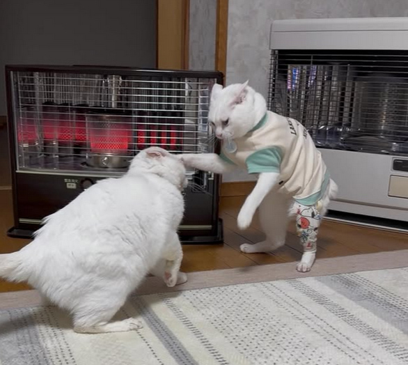 2匹の白猫